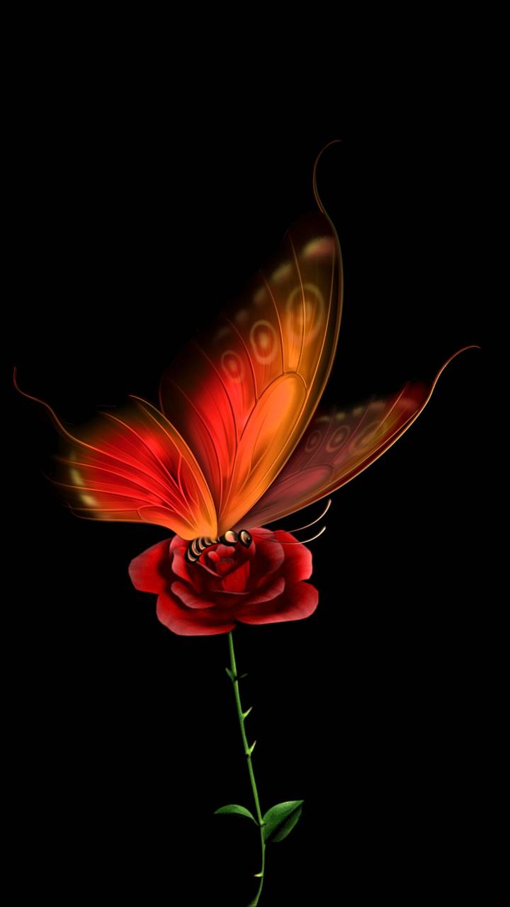 Red Butterfly Images  Free Photos PNG Stickers Wallpapers  Backgrounds   rawpixel