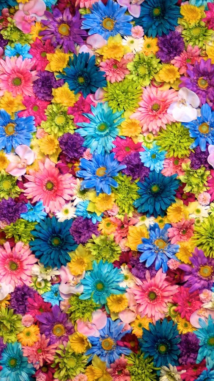 Bright and Colorful Flowers