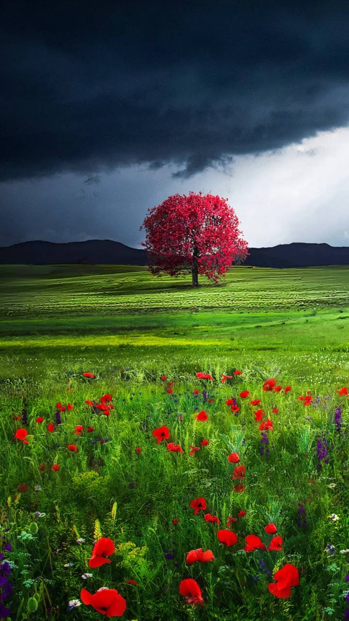 Red Tree in Poppy Field
