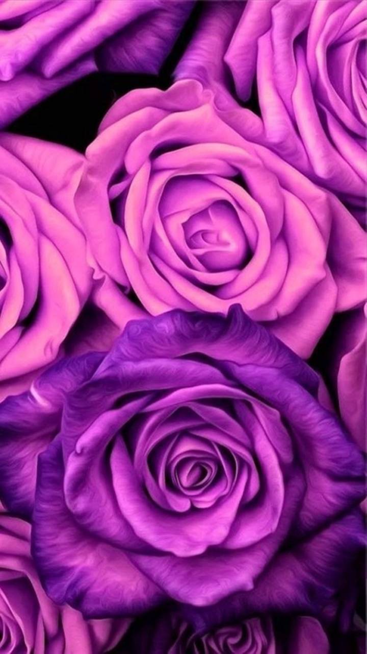 Rose Phone Wallpaper