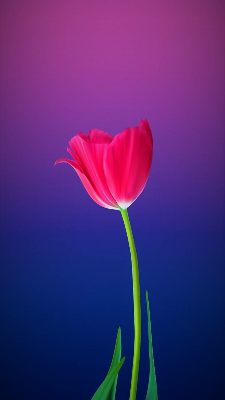 Download Pink Flower Flower Earth Nature Tulip Phone Wallpaper