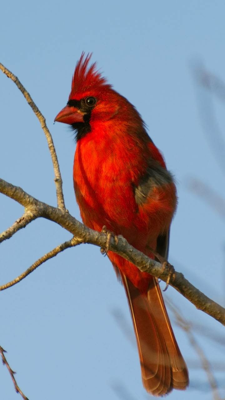 Download Branch Bird Animal Cardinal Phone Wallpaper
