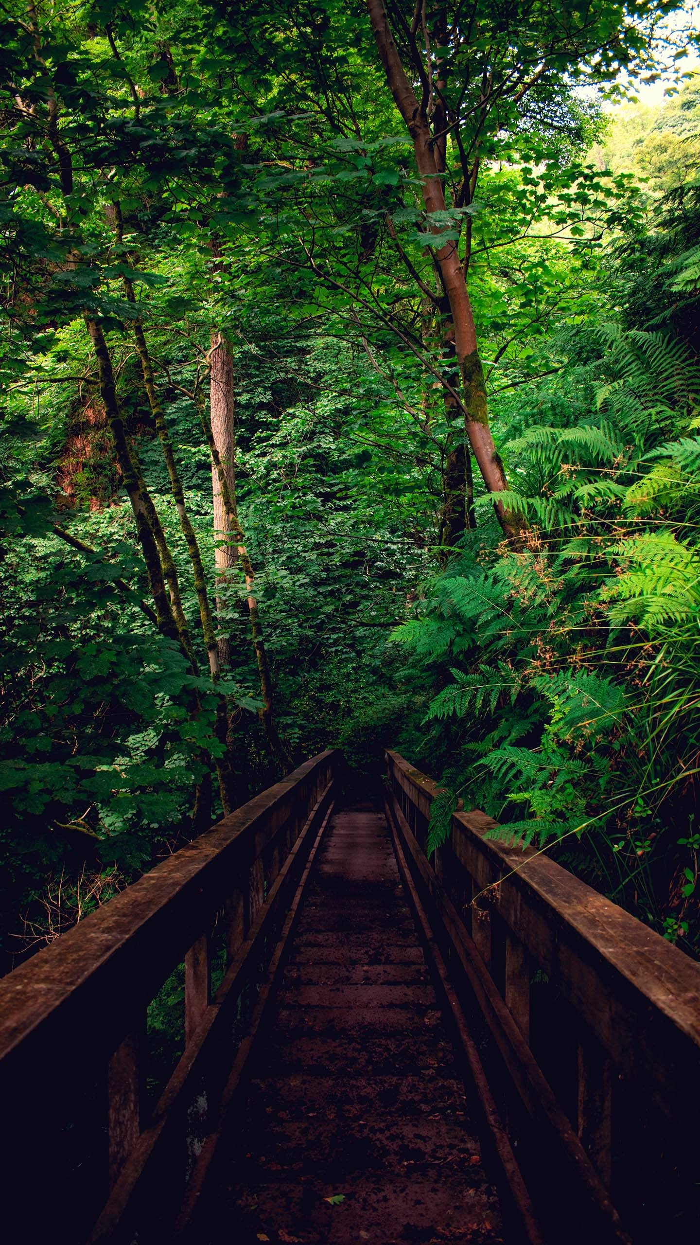 Download Forest Man Made Bridge Phone Wallpaper