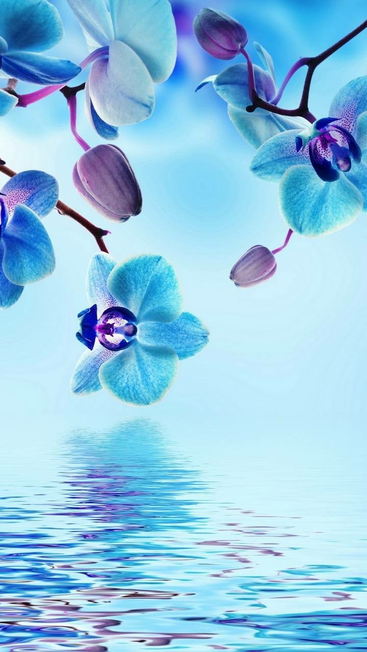 Download Water Blue Flower Earth Nature Orchid Phone Wallpaper