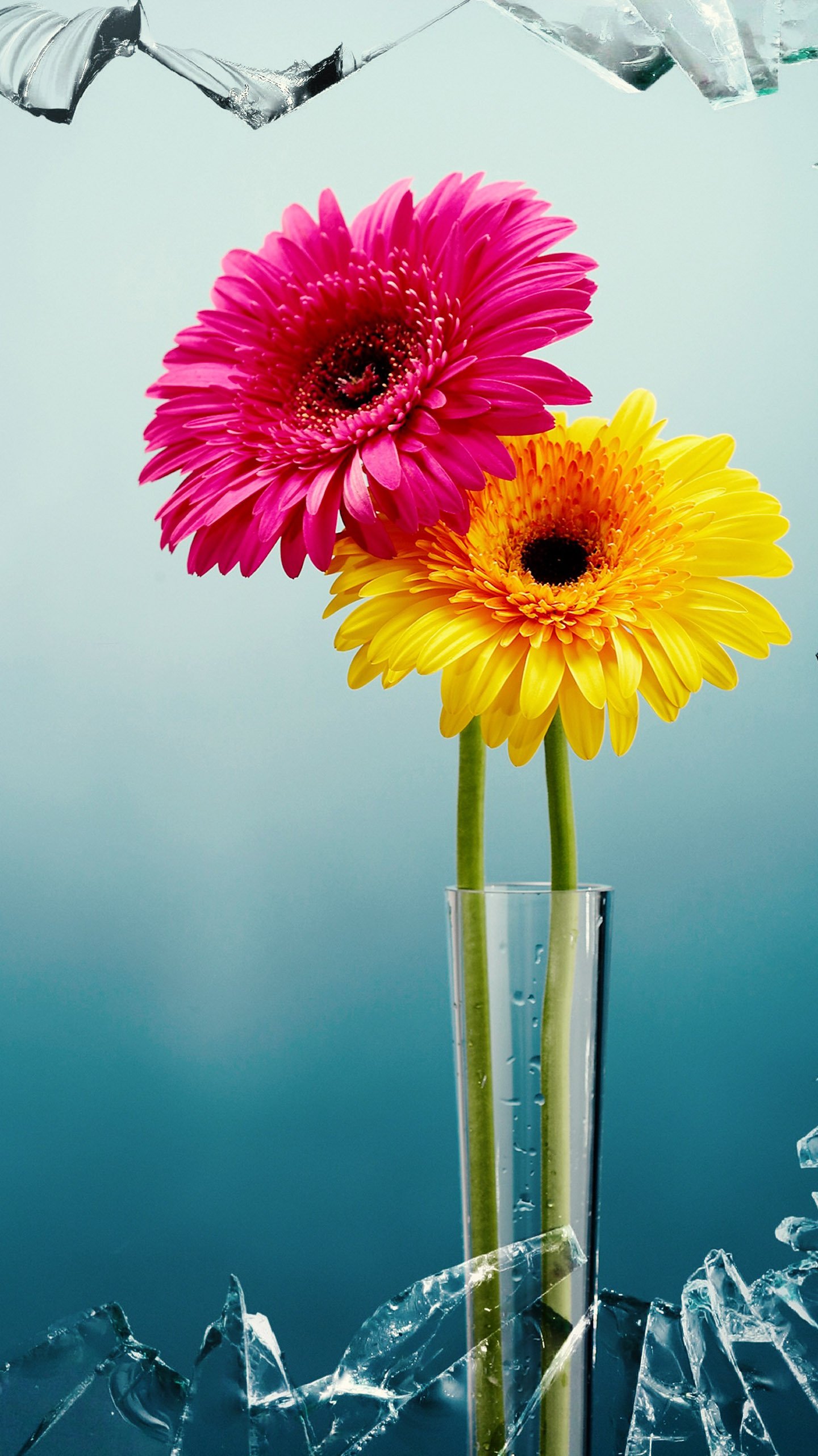Download Broken Glass Window Gerbera Man Made Flower Phone Wallpaper