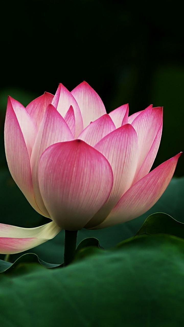 Download Pink Flower Flower Earth Nature Lotus Phone Wallpaper