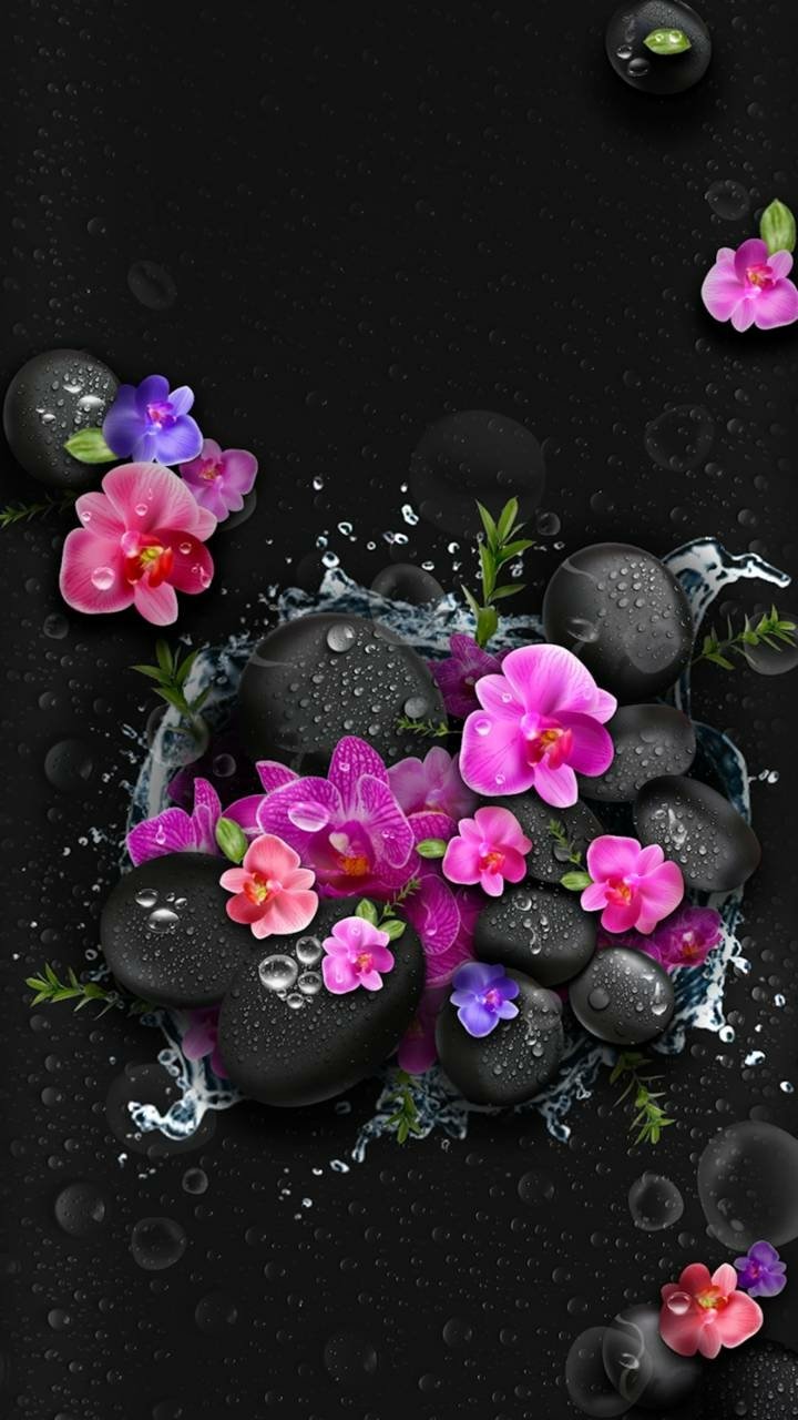 Download Water Stone Earth Nature Orchid Phone Wallpaper
