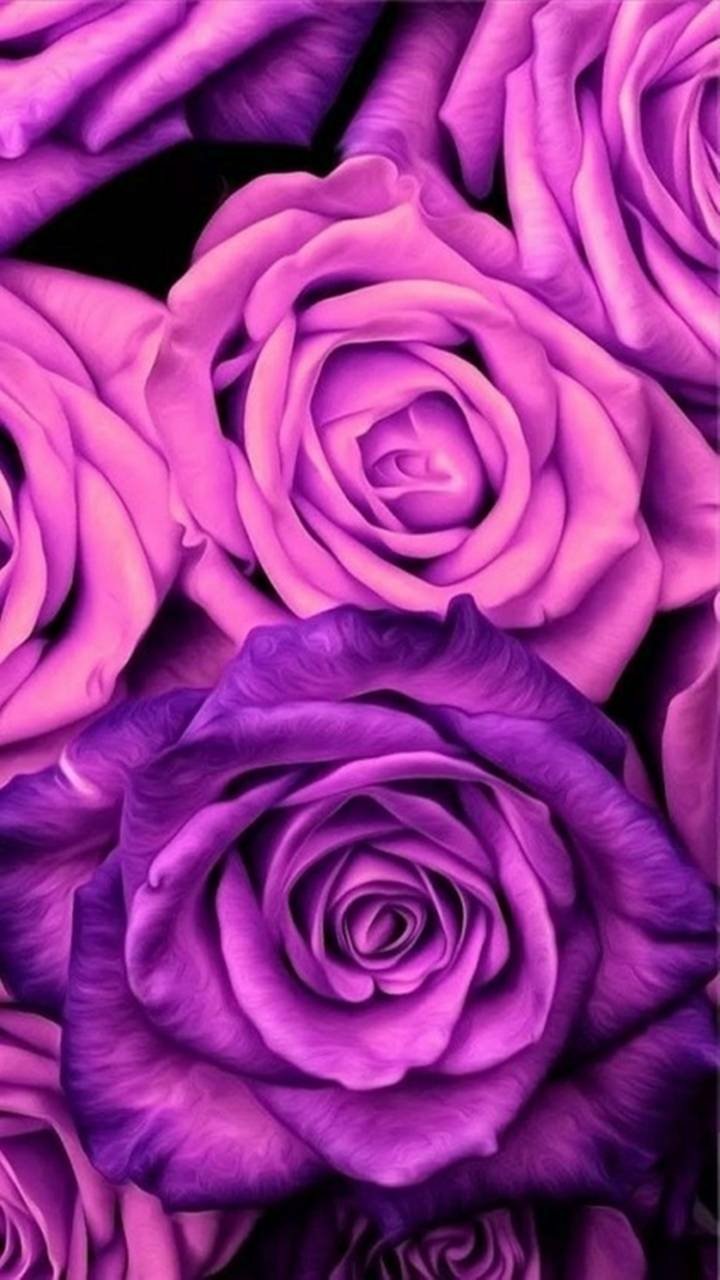 Download Purple Flower Pink Flower Flower Nature Rose Phone Wallpaper