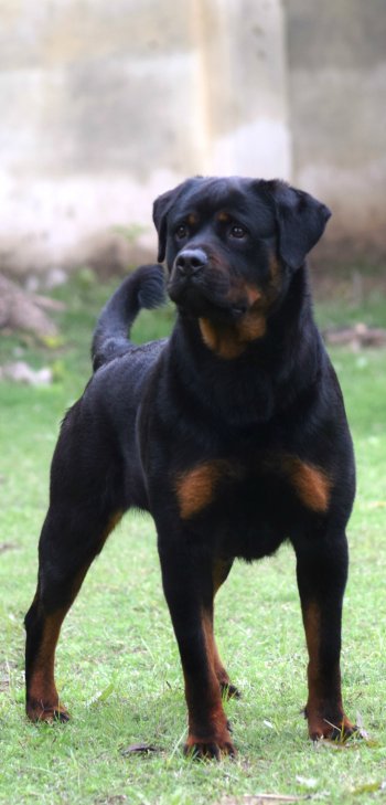 Animal rottweiler Phone Wallpaper