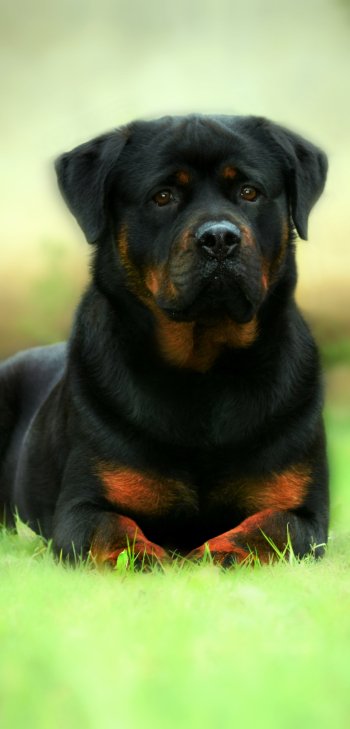 Animal rottweiler Phone Wallpaper
