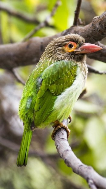  Large Green Barbet by Simon de Trey-White