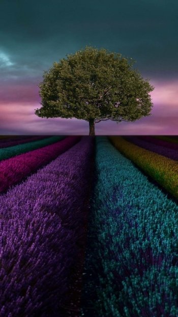  Tree in Colorful Field