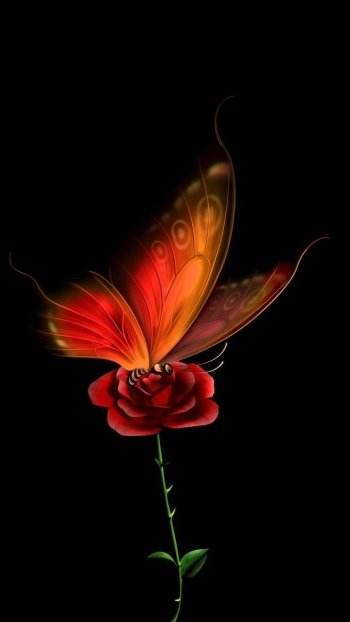  Butterfly on Red Rose