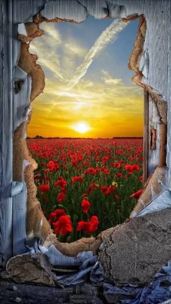  View of Poppy Field