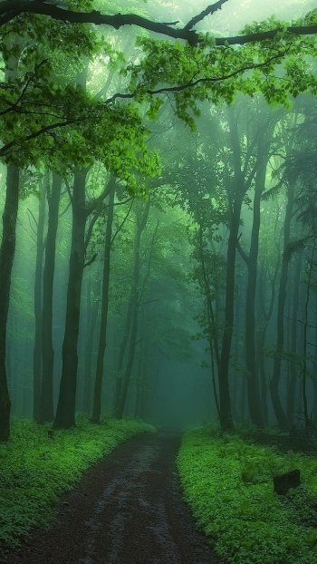 Misty green forest phone wallpaper: an earthen path winds between tall trees through fog and lush nature.