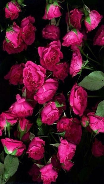  Pink Roses