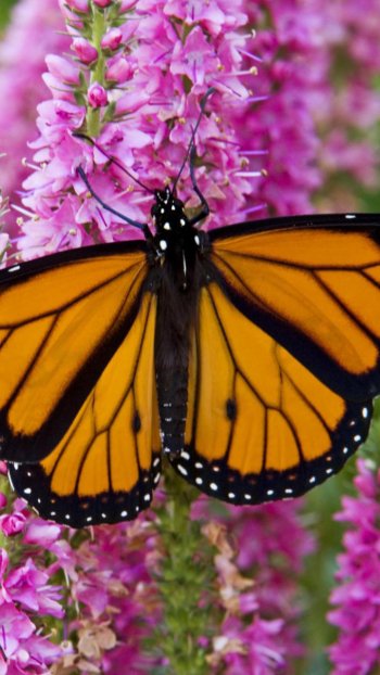  Monarch Butterfly