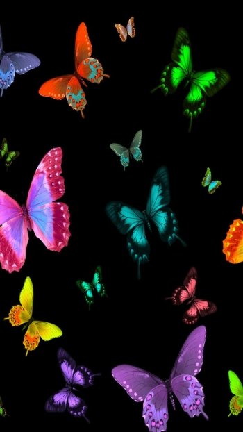  Colorful Butterflies