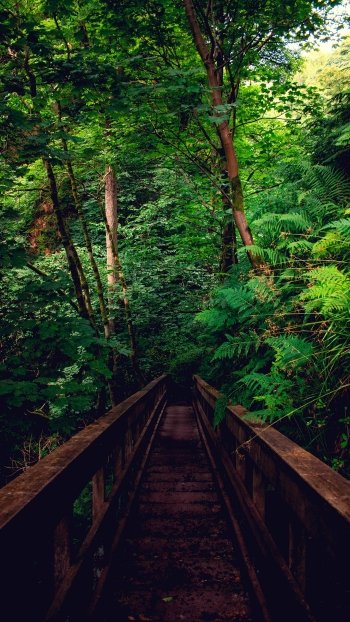  Wooden Bridge in Rainforest