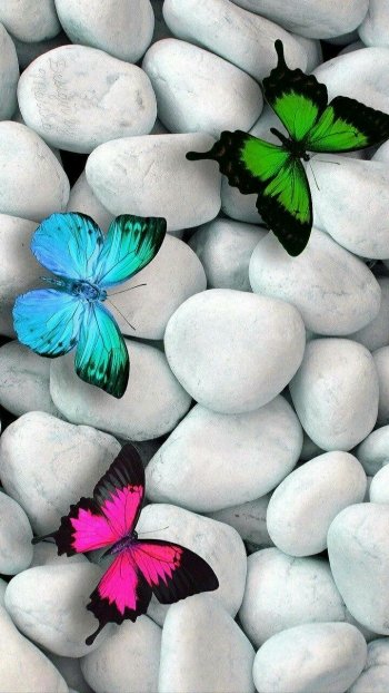  Butterflies on White Stones