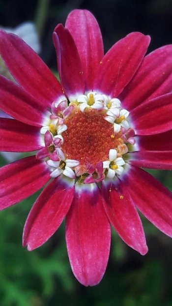 pink flower flower earth nature daisy Phone Wallpaper