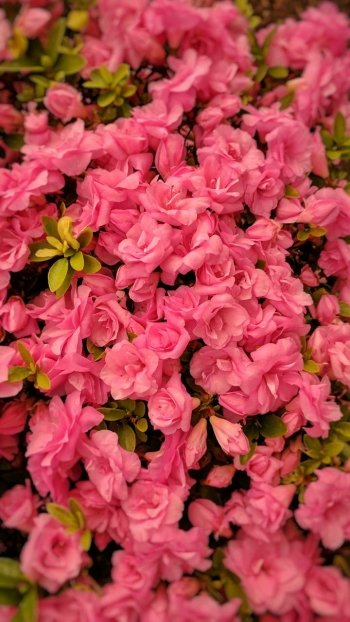  Pink Flowers