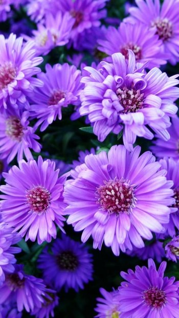  Purple Zinnias