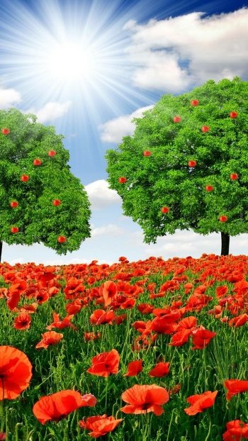  Trees in Poppy Field