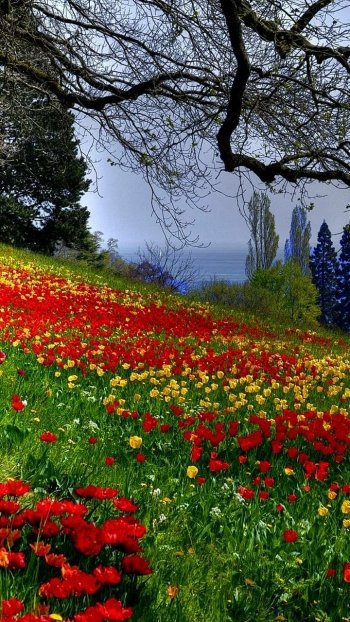  Flower Field