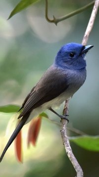 Black-Naped Monarch Phone Wallpapers