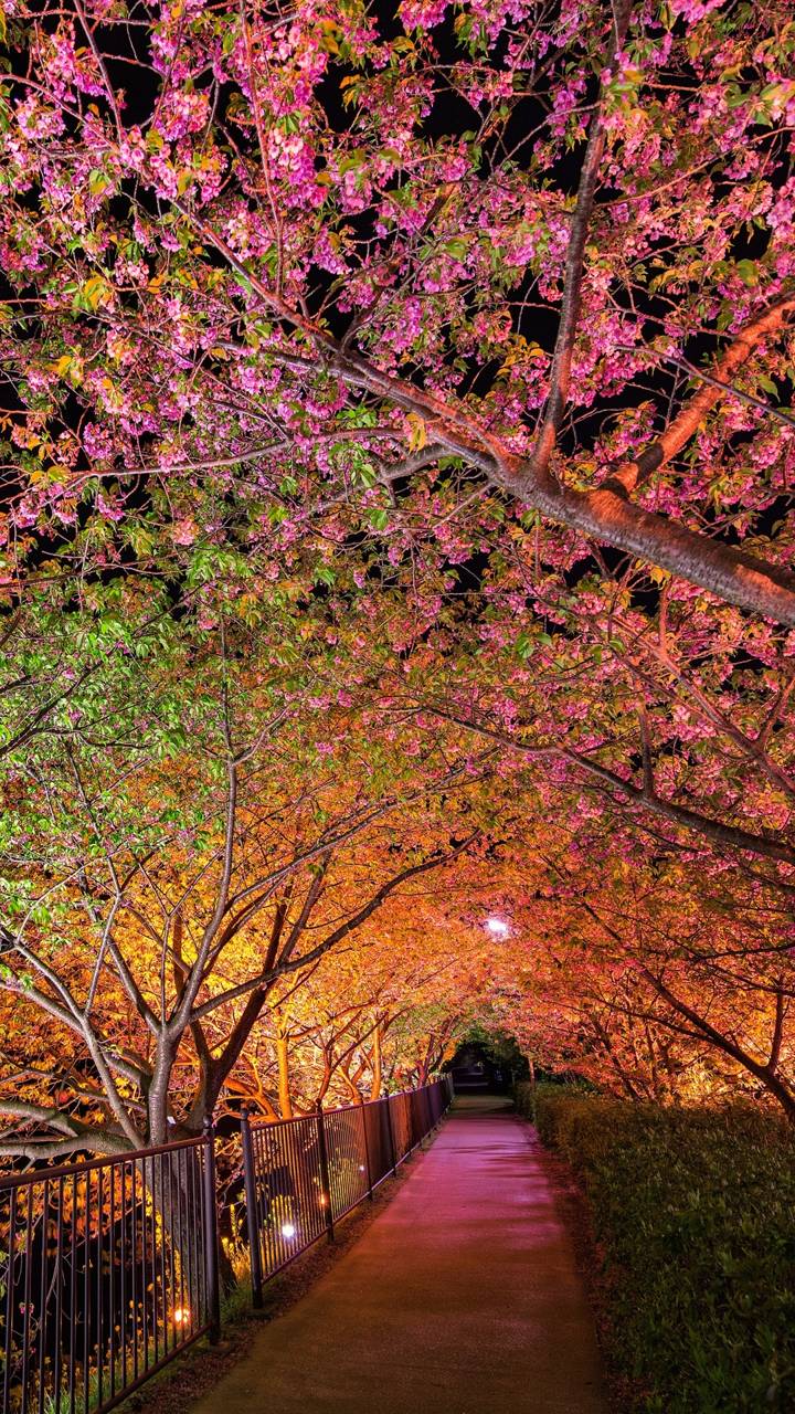 Blossoming Trees Under Lights