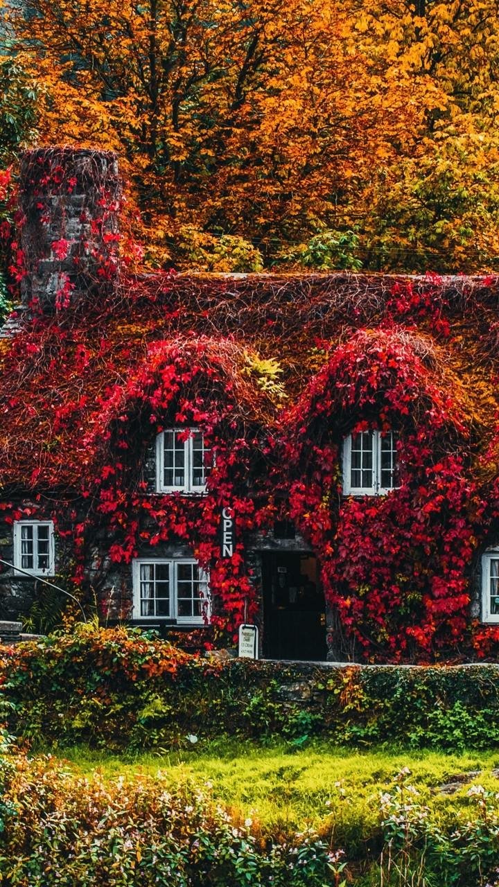 Download Ivy Man Made House Phone Wallpaper