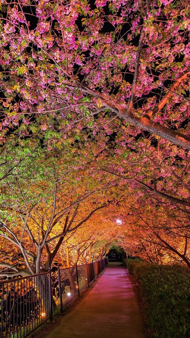 Phone wallpaper of a lit man-made path beneath pink blossom trees, warm earth-toned lights forming a glowing canopy along the walkway.