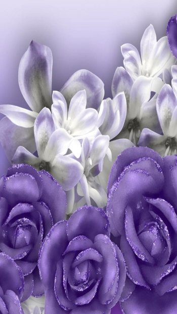 white flower purple flower rose nature flower Phone Wallpaper