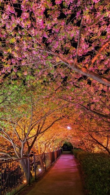  Blossoming Trees Under Lights