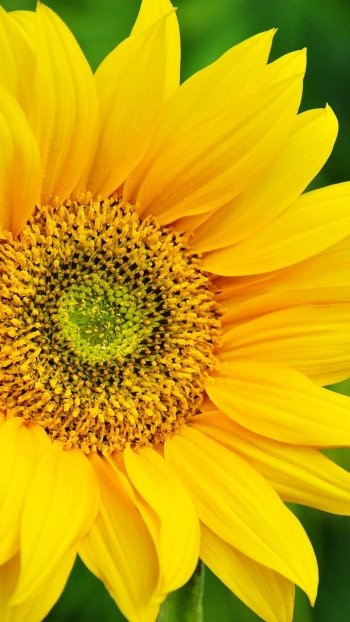 flower earth nature sunflower Phone Wallpaper