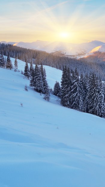 Phone wallpaper of a winter nature landscape: snow-covered slopes and trees, an evergreen forest, and a Snowy Mountain range glowing in sunrise light.