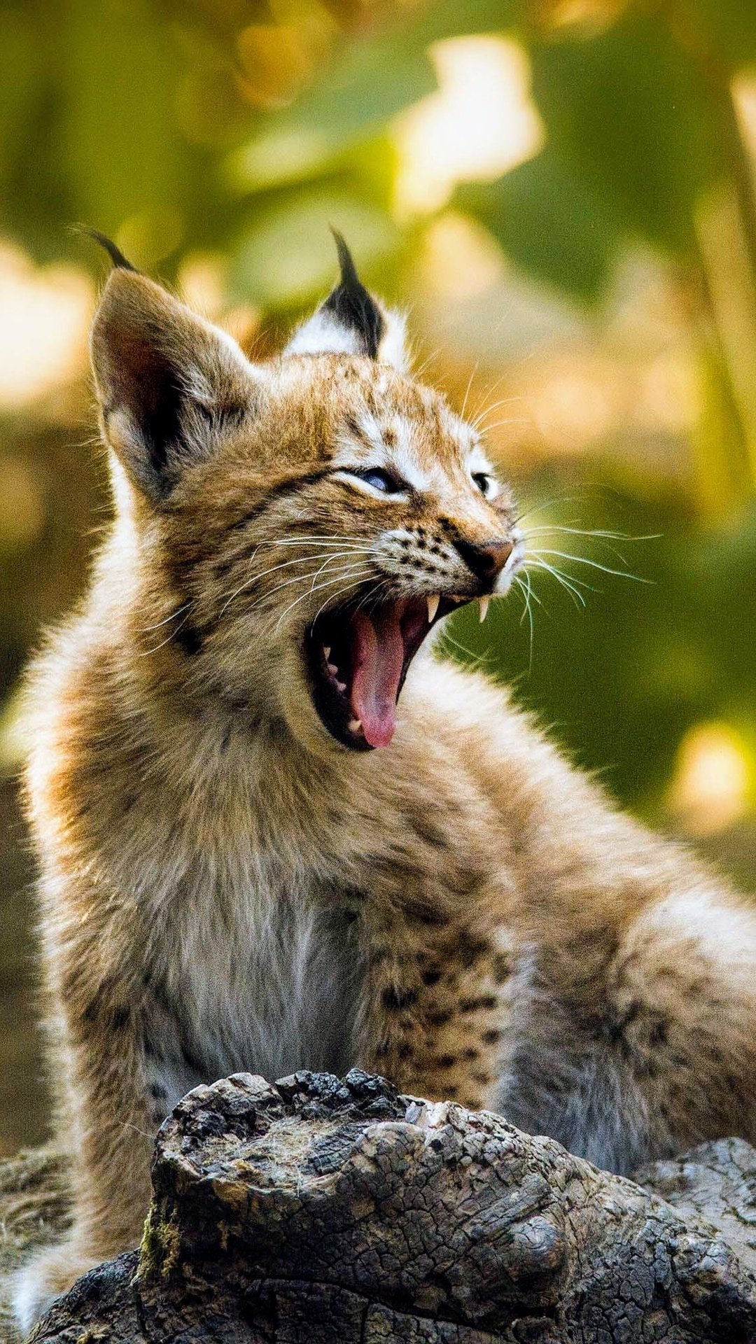 Download Animal Lynx Phone Wallpaper
