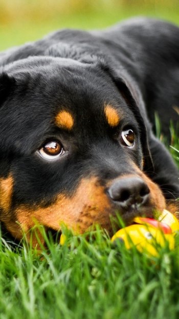 puppy baby animal dog Animal rottweiler Phone Wallpaper