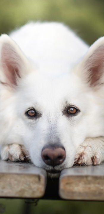 dog Animal berger blanc suisse Phone Wallpaper