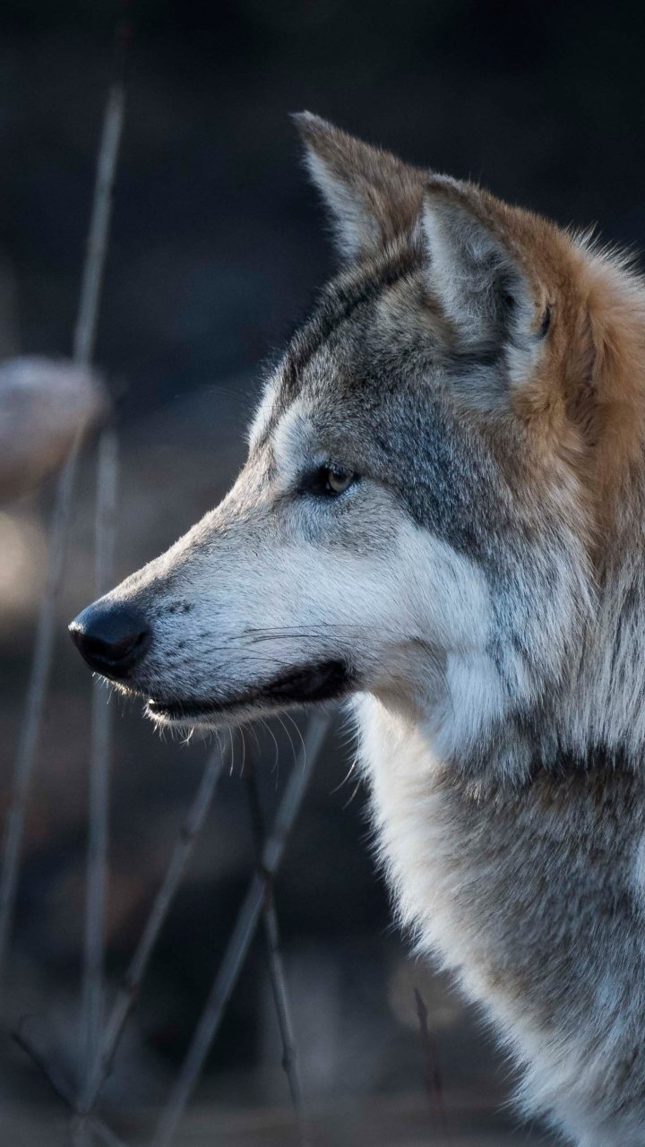 Phone wallpaper featuring an animal — a gray wolf in profile with detailed fur and a soft-focus forest background.