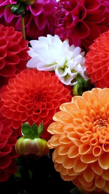 flower nature dahlia Phone Wallpaper