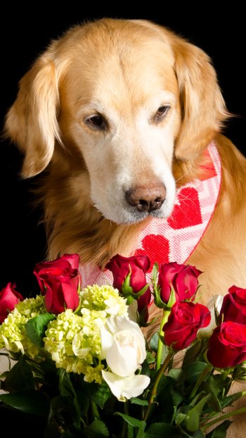 flower rose dog Animal golden retriever Phone Wallpaper