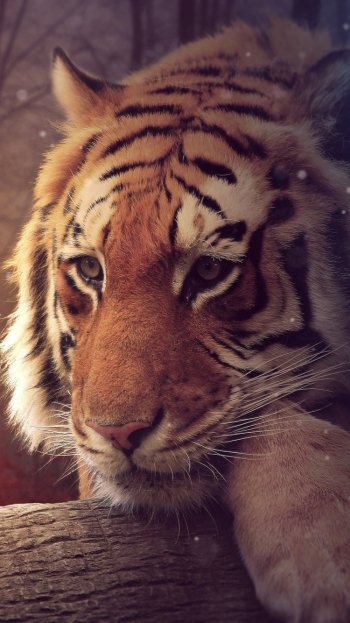 tiger photography manipulation Phone Wallpaper