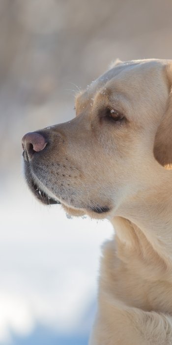dog golden retriever Animal Labrador Retriever Phone Wallpaper