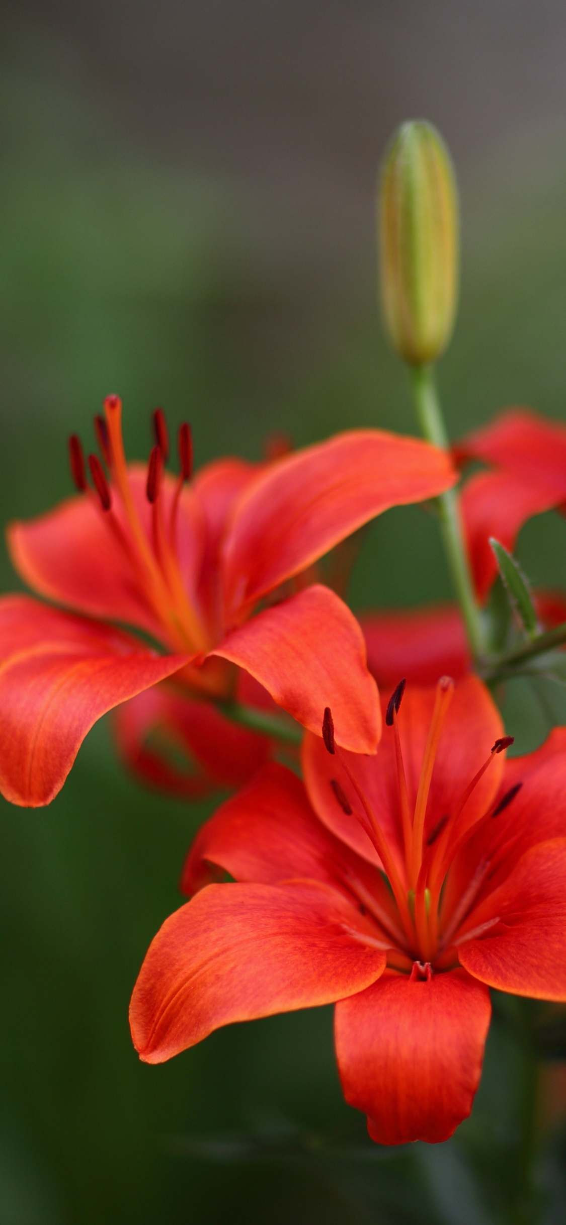 Hình Nền Hoa Hình Nền điện Thoại Di động HD và Nền Cờ đẹp cây hoa màu đỏ  từ để Tải Xuống Miễn Phí  Lovepik
