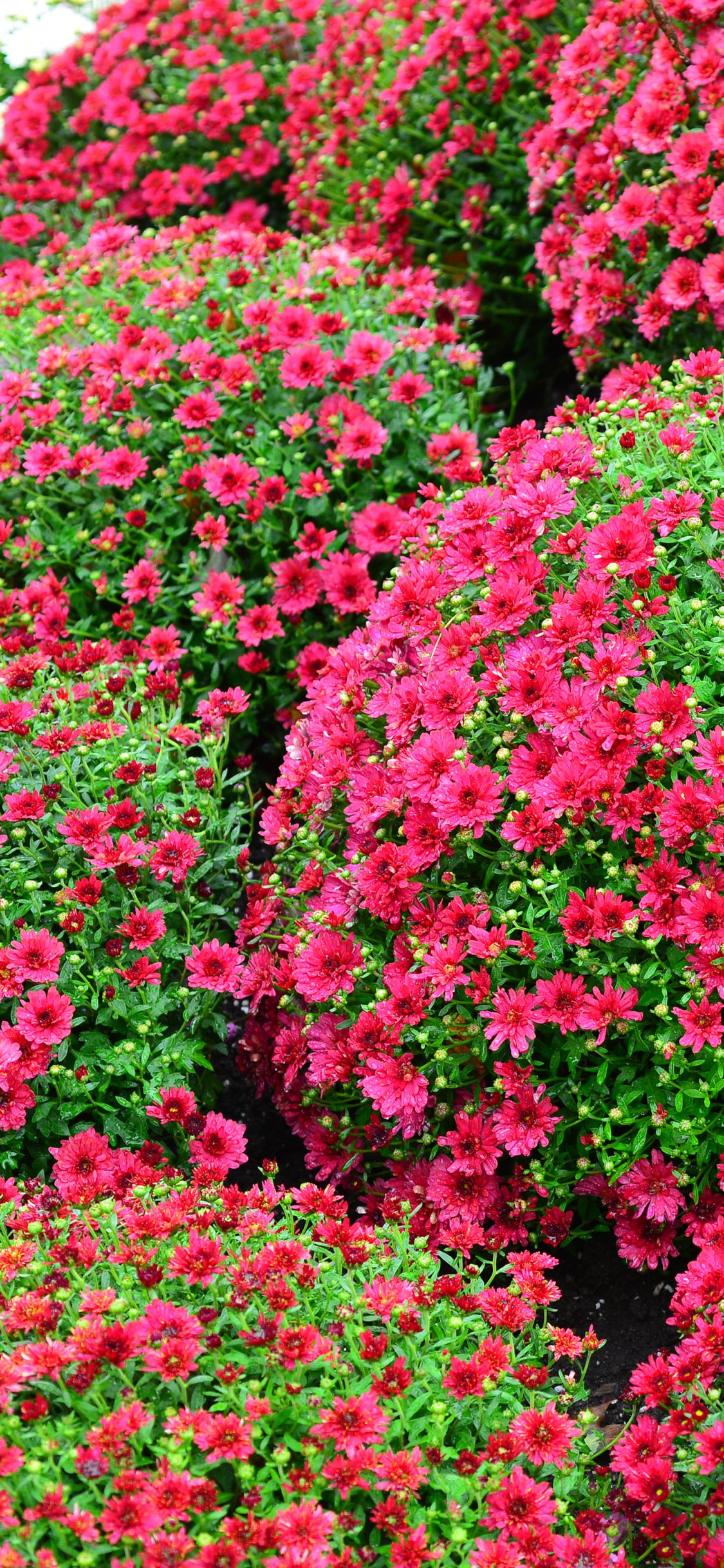 Download Pink Flower Flower Nature Chrysanthemum Phone Wallpaper