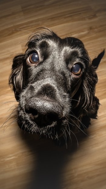 stare muzzle Animal dog Phone Wallpaper