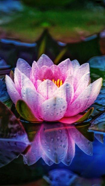 pink flower macro reflection leaf dew nature water lily Phone Wallpaper