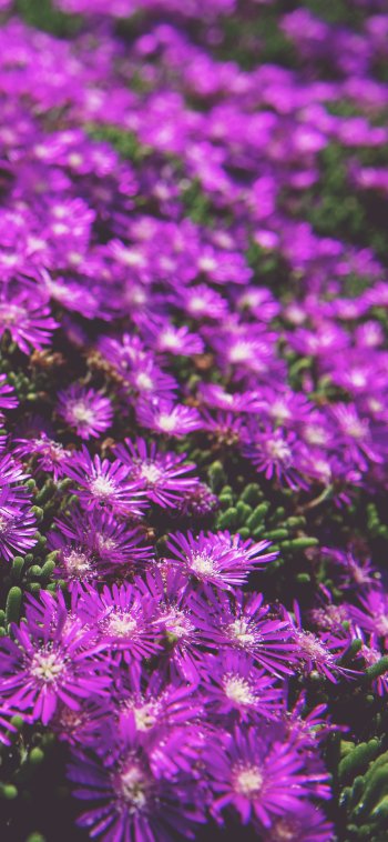 purple flower nature flower Phone Wallpaper